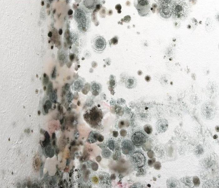 Mold Growing on the Wall