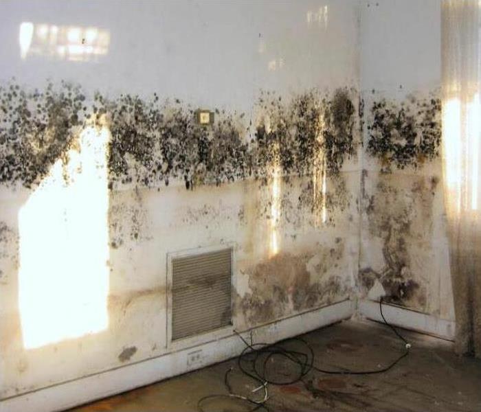 mold on the wall